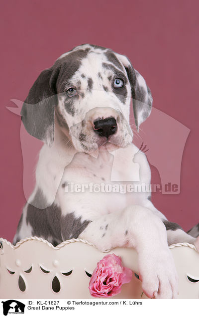 Deutsche Dogge Welpen / Great Dane Puppies / KL-01627