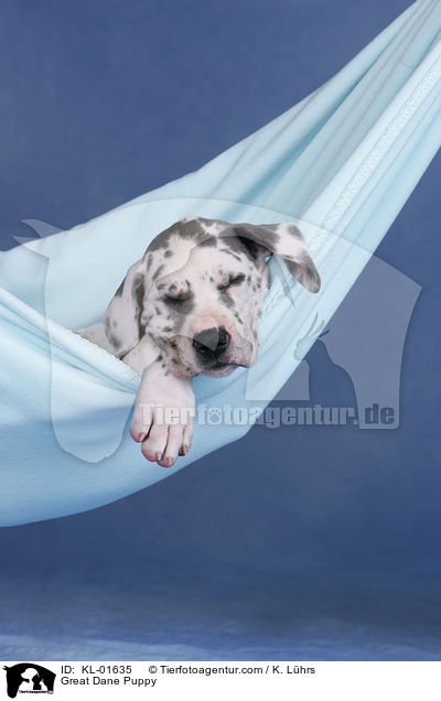 Deutsche Dogge Welpe / Great Dane Puppy / KL-01635