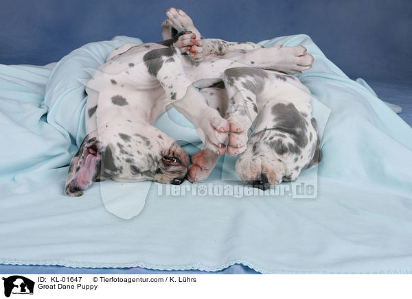 Deutsche Dogge Welpe / Great Dane Puppy / KL-01647