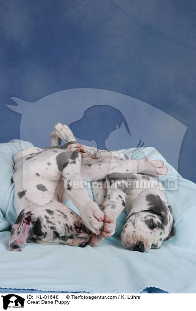 Deutsche Dogge Welpe / Great Dane Puppy / KL-01648