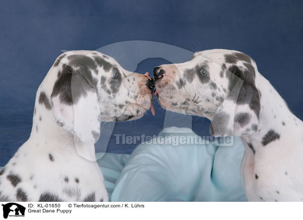 Deutsche Dogge Welpe / Great Dane Puppy / KL-01650