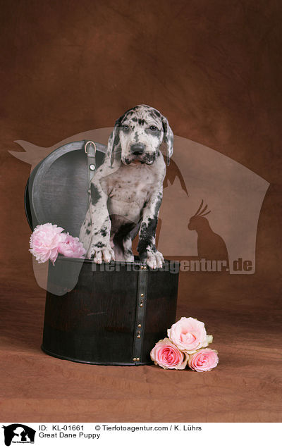 Deutsche Dogge Welpe / Great Dane Puppy / KL-01661