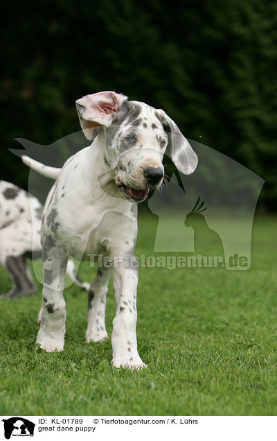 Deutsche Dogge Welpe / great dane puppy / KL-01789