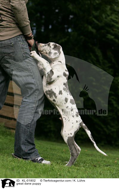 Deutsche Dogge Welpe / great dane puppy / KL-01802