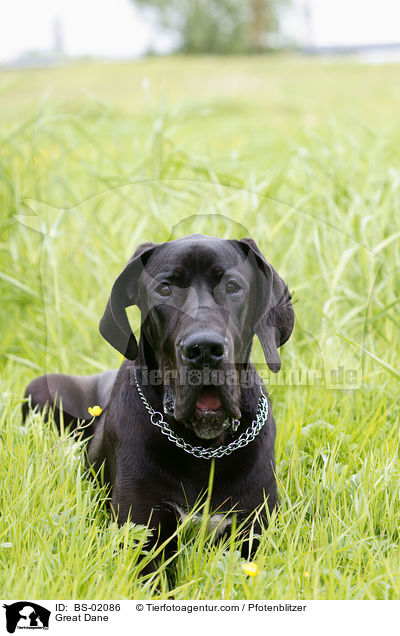 Deutsche Dogge / Great Dane / BS-02086