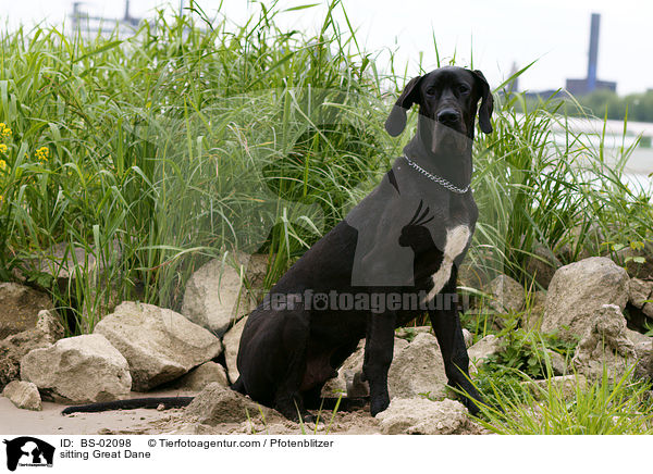 sitzende Deutsche Dogge / sitting Great Dane / BS-02098