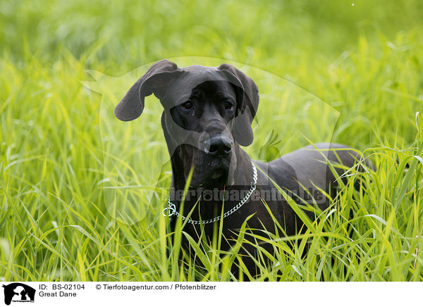 Deutsche Dogge / Great Dane / BS-02104