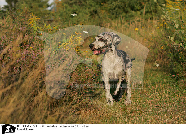 Deutsche Dogge / Great Dane / KL-02021