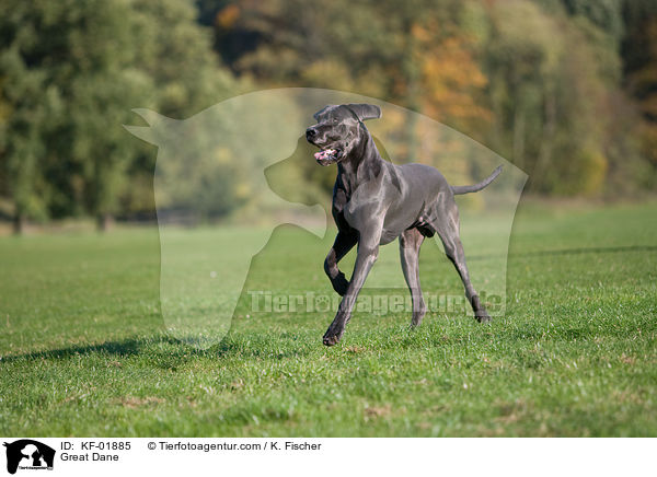 Deutsche Dogge / Great Dane / KF-01885