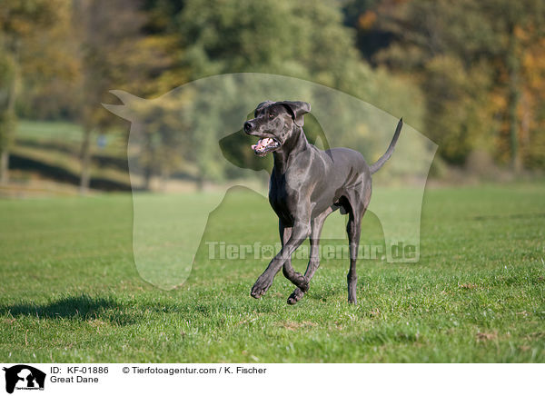 Deutsche Dogge / Great Dane / KF-01886