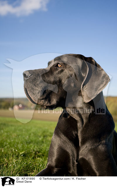 Deutsche Dogge / Great Dane / KF-01890