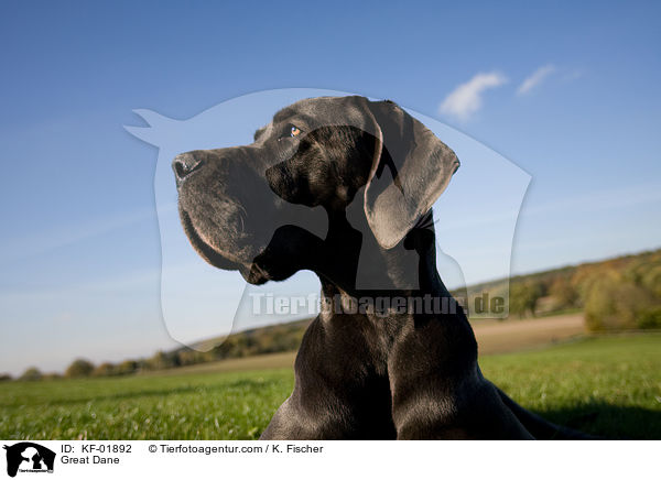 Deutsche Dogge / Great Dane / KF-01892
