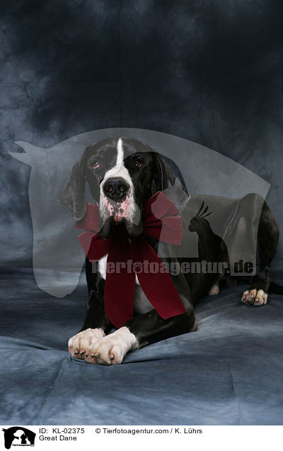 Deutsche Dogge / Great Dane / KL-02375
