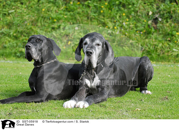 Deutsche Doggen / Great Danes / SST-05918