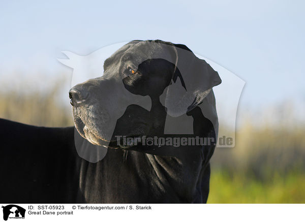 Deutsche Dogge Portrait / Great Dane portrait / SST-05923