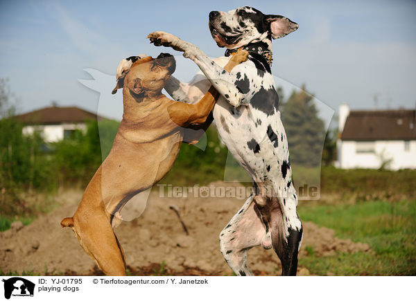 spielende Hunde / playing dogs / YJ-01795