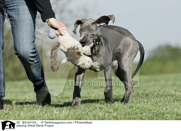 spielender Deutsche Dogge Welpe / playing Great Dane Puppy / BS-04103