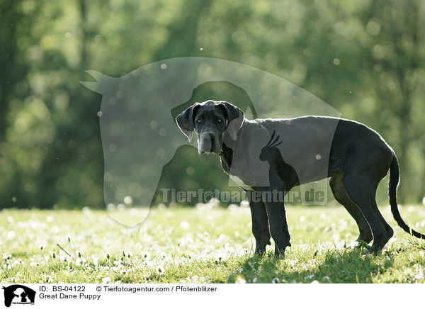 Deutsche Dogge Welpe / Great Dane Puppy / BS-04122