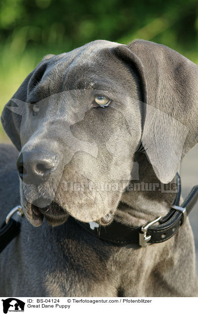 Deutsche Dogge Welpe / Great Dane Puppy / BS-04124