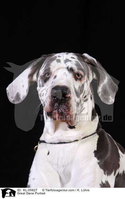 Deutsche Dogge Portrait / Great Dane Portrait / KL-05827