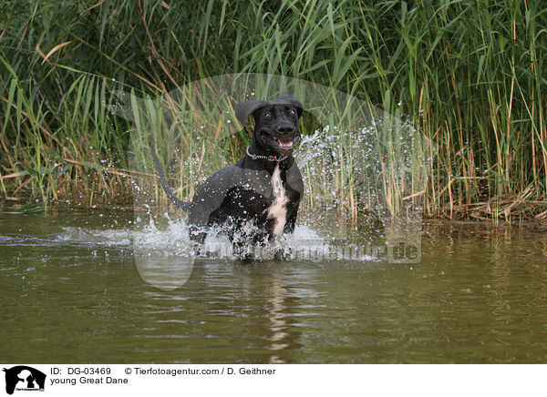 junge Deutsche Dogge / young Great Dane / DG-03469