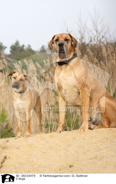 2 Hunde / 2 dogs / DG-03479