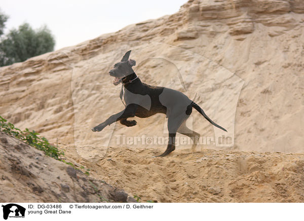 junge Deutsche Dogge / young Great Dane / DG-03486