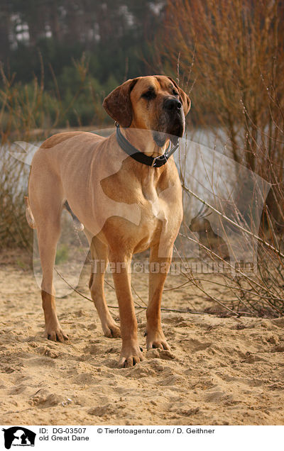 alte Deutsche Dogge / old Great Dane / DG-03507