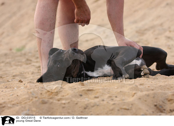 junge Deutsche Dogge / young Great Dane / DG-03515