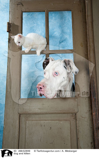 Hund und Ktzchen / dog and kitten / AM-02899