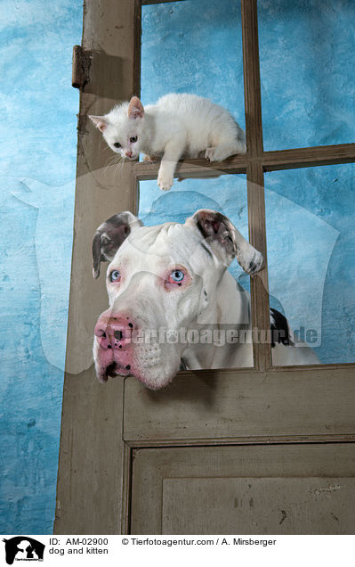 dog and kitten / AM-02900