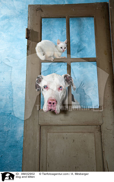 dog and kitten / AM-02902