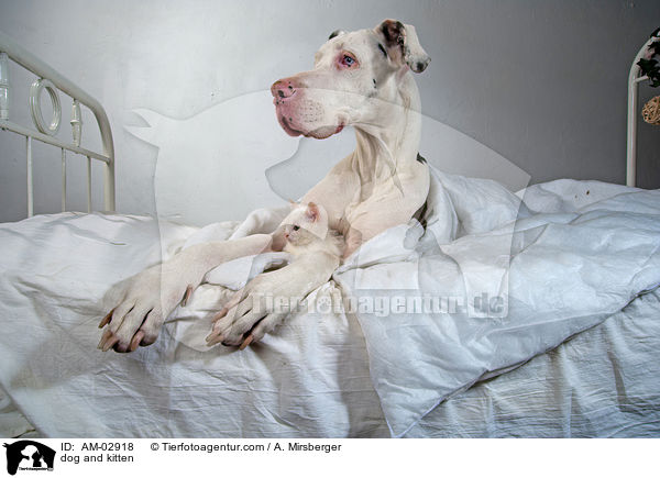 dog and kitten / AM-02918