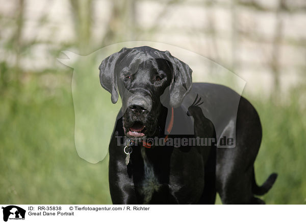 Deutsche Dogge Portrait / Great Dane Portrait / RR-35838