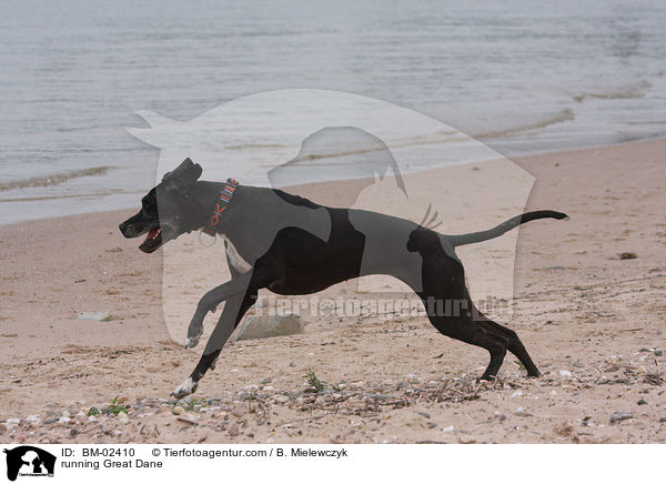 rennende Deutsche Dogge / running Great Dane / BM-02410