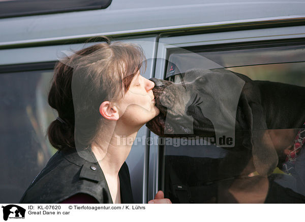 Deutsche Dogge im Auto / Great Dane in car / KL-07620