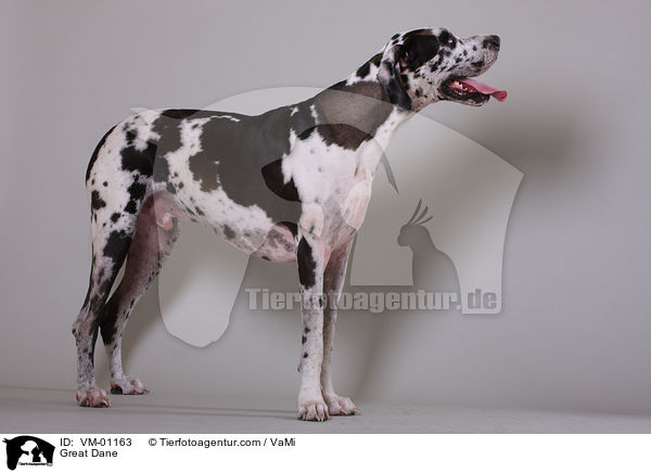 Deutsche Dogge / Great Dane / VM-01163