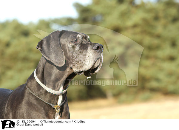 Deutsche Dogge Portrait / Great Dane portrait / KL-09694