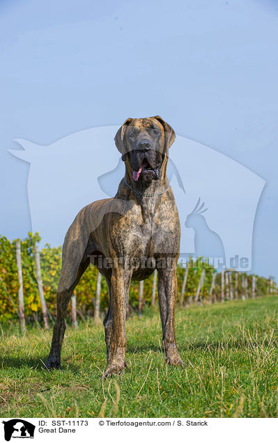Deutsche Dogge / Great Dane / SST-11173