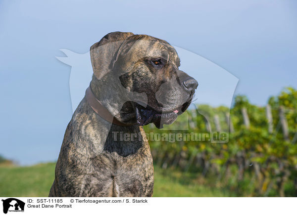 Deutsche Dogge Portrait / Great Dane Portrait / SST-11185