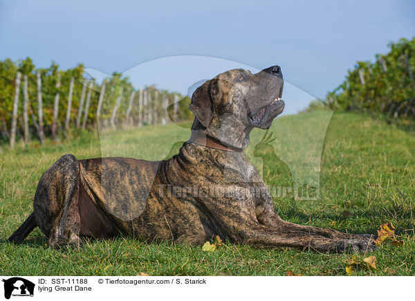 liegende Deutsche Dogge / lying Great Dane / SST-11188