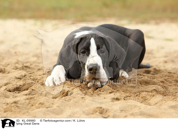 liegender Deutsche Dogge / lying Great Dane / KL-09980