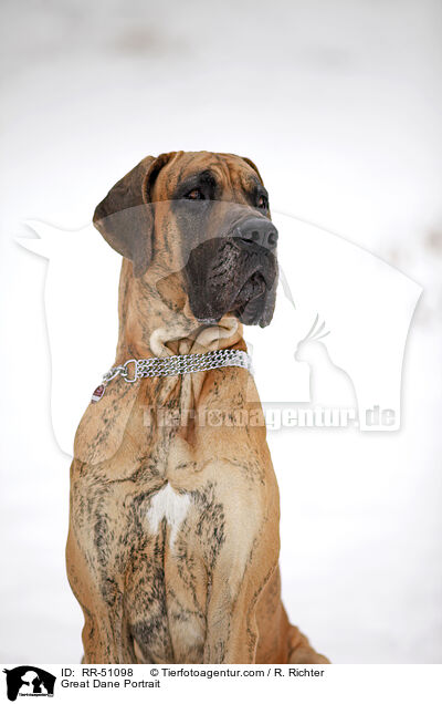 Deutsche Dogge Portrait / Great Dane Portrait / RR-51098