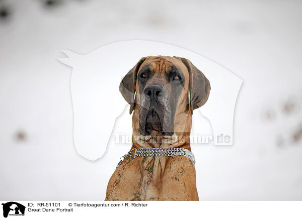 Deutsche Dogge Portrait / Great Dane Portrait / RR-51101