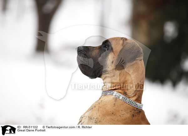 Deutsche Dogge Portrait / Great Dane Portrait / RR-51102