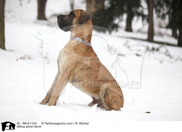 sitzende Deutsche Dogge / sitting great dane / RR-51103