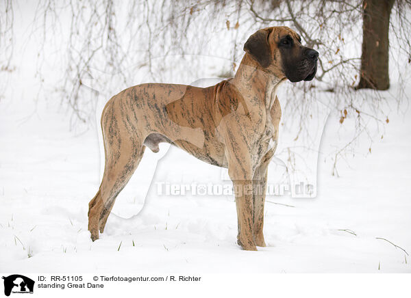 stehende Deutsche Dogge / standing Great Dane / RR-51105