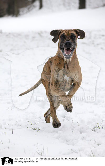 running great dane / RR-51141