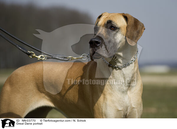 Deutsche Dogge Portrait / Great Dane portrait / NN-03770