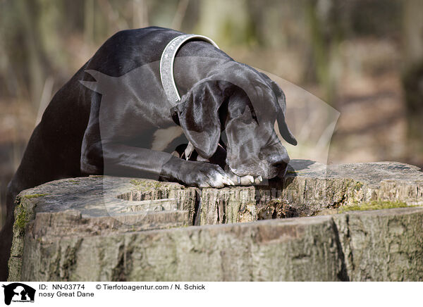 neugierige Deutsche Dogge / nosy Great Dane / NN-03774